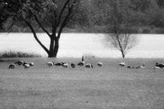 Canadian Geese in Busse Woods V