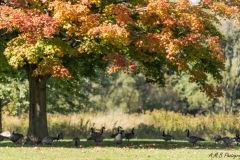 Canadian Geese in Busse Woods VII
