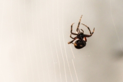 Orb-Weaver Spider II
